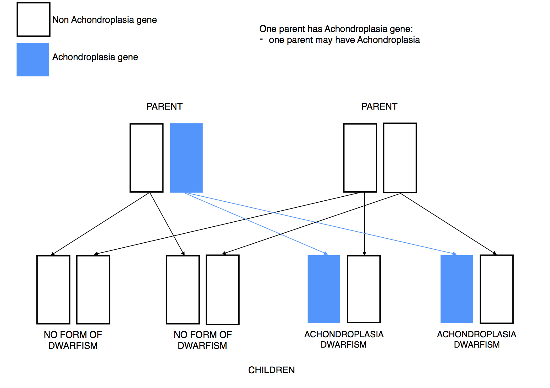 Dwarfism Genetics Achon 1 parent affected dominant