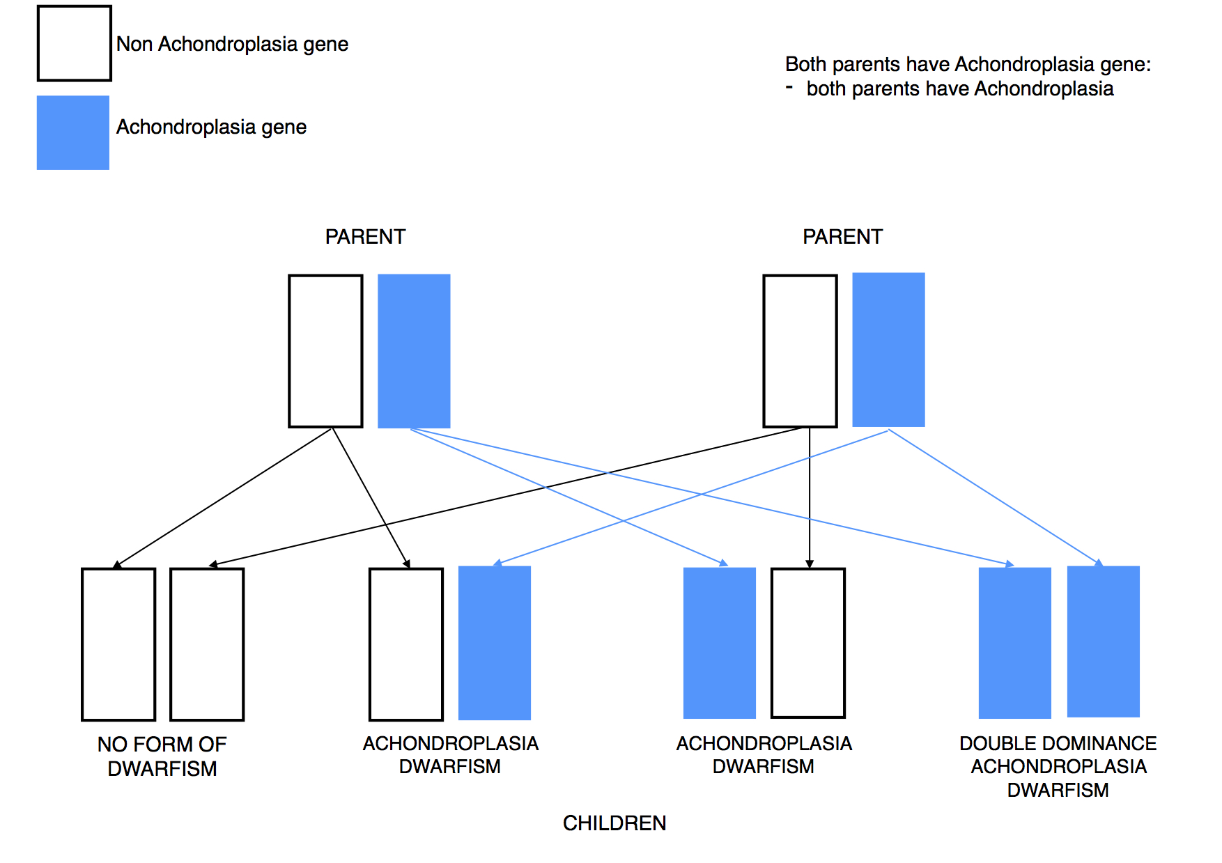 Dwarfism Genetics Achon 2 parents affected dominant