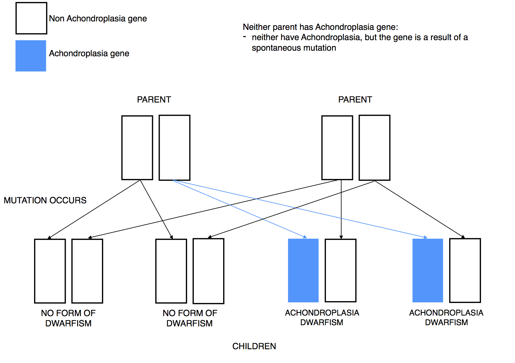 Dwarfism Genetics Achon mutation dominant
