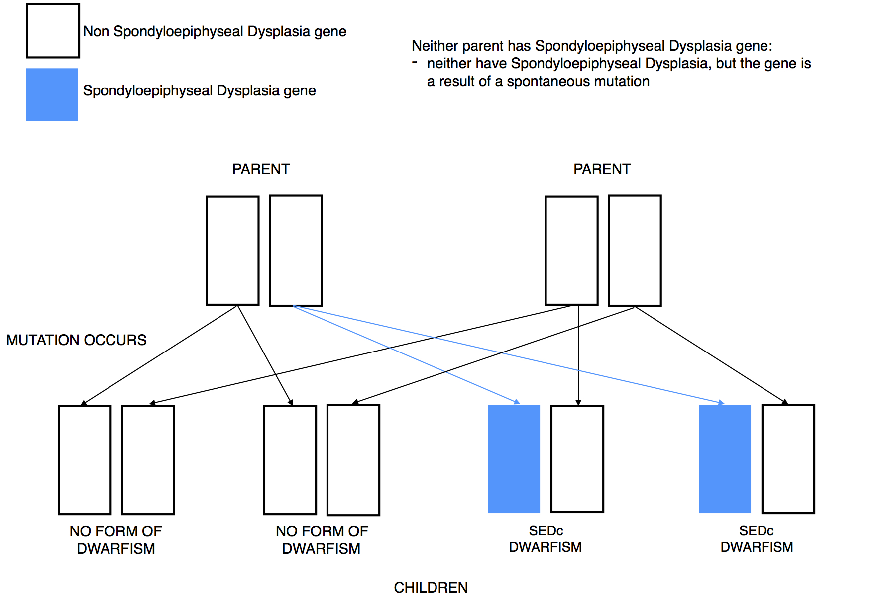 Dwarfism Genetics SED mutation dominant
