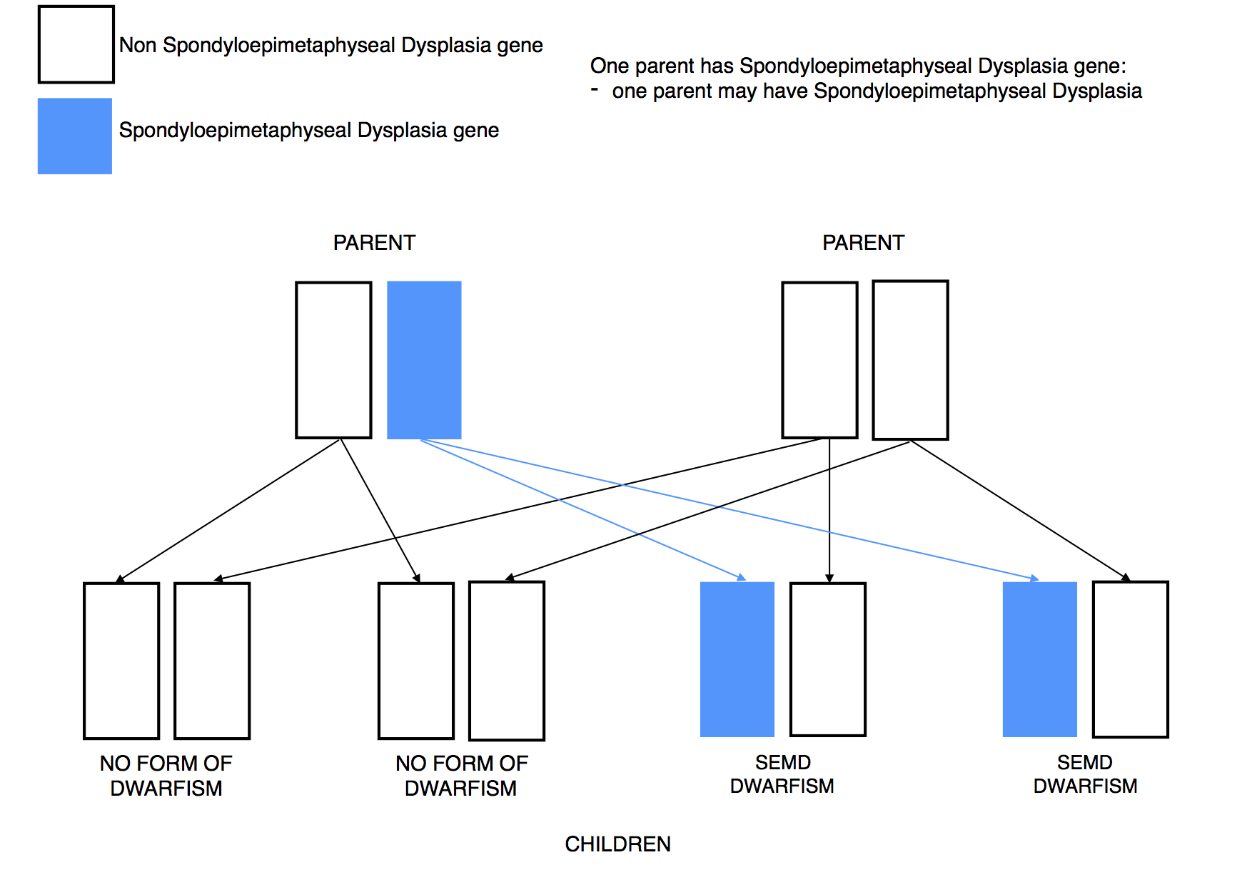 Dwarfism Genetics SEMD 1 parent affected dominant