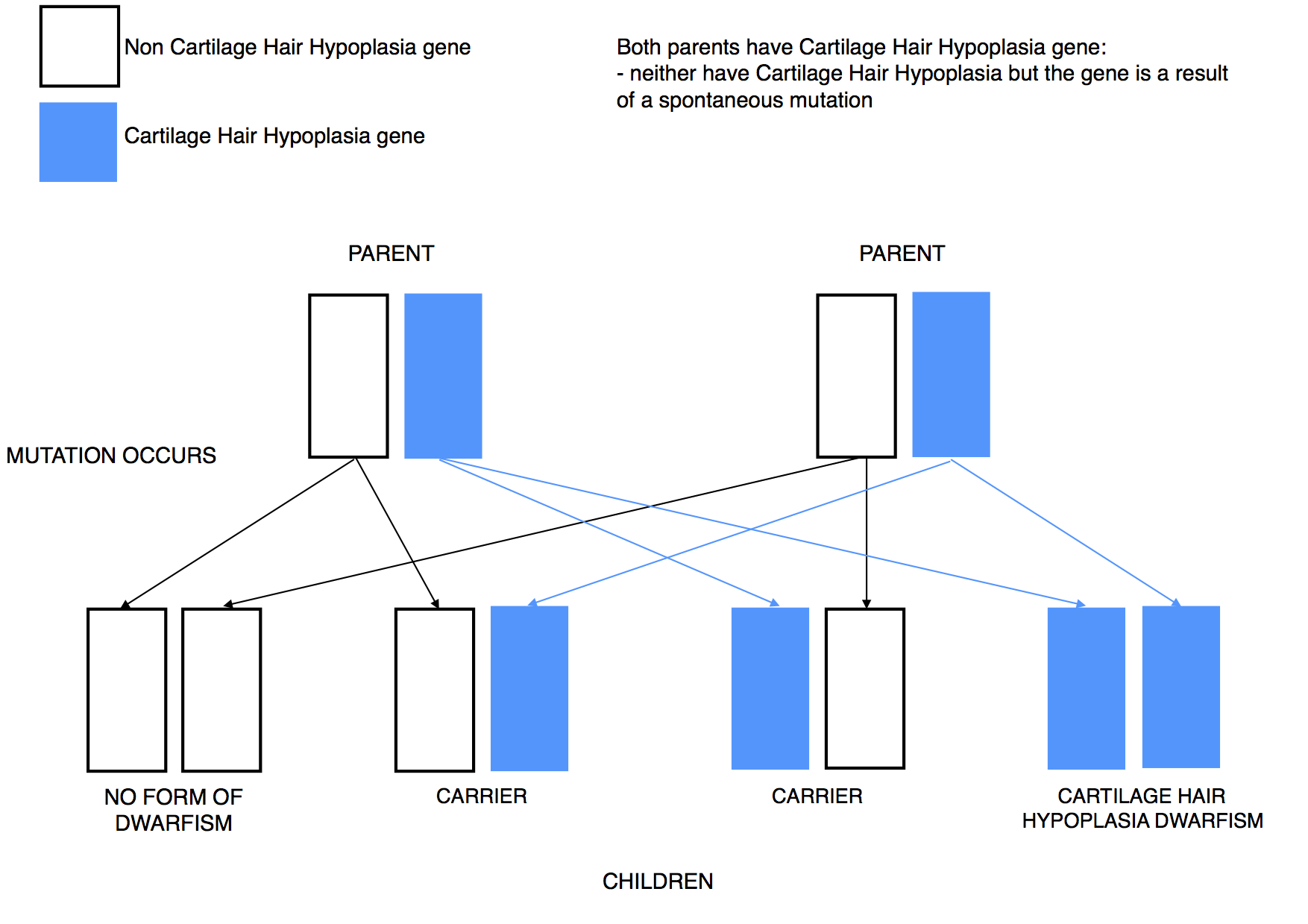Dwarfism Genetics CHH mutation recessive