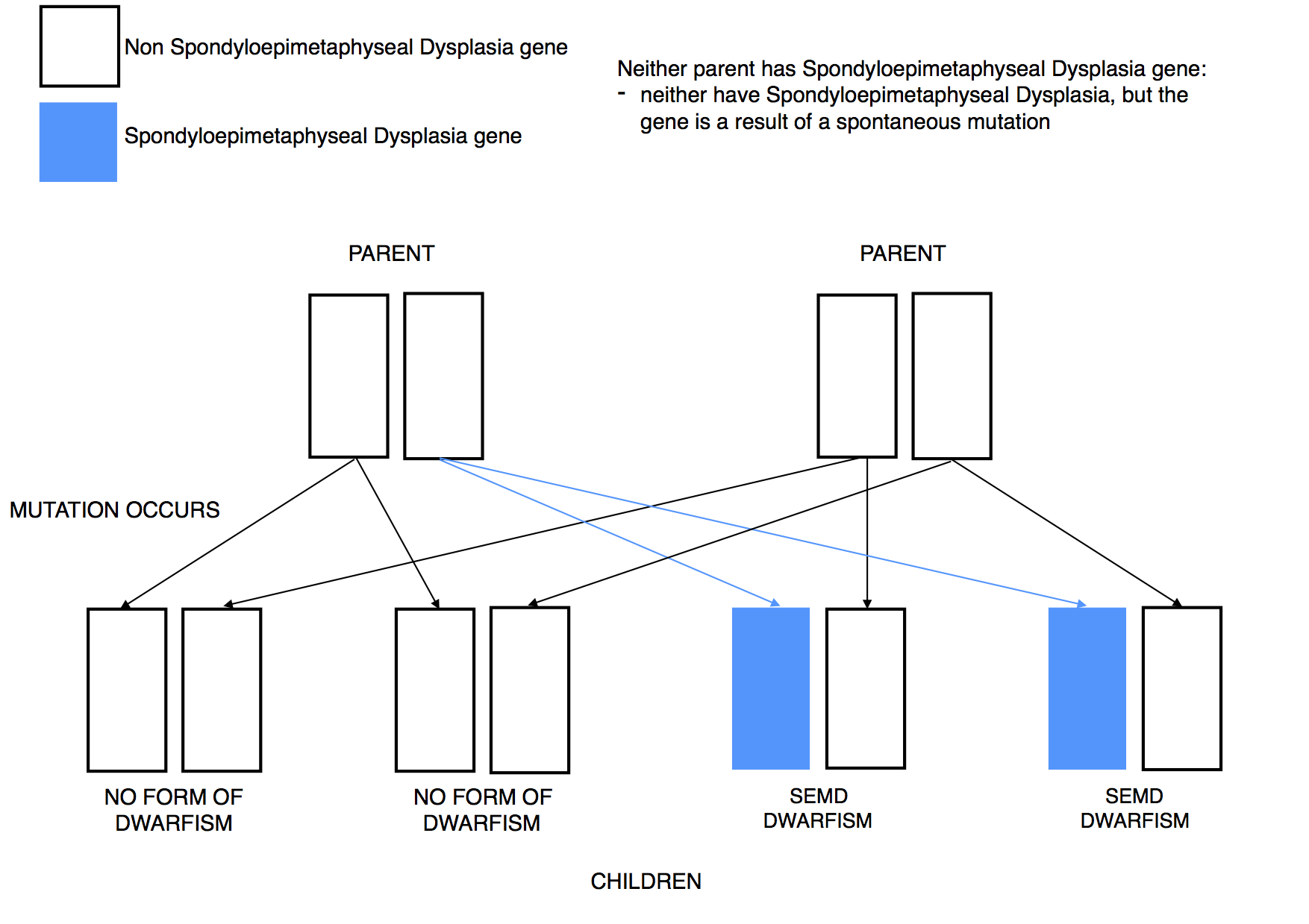 Dwarfism Genetics SEMD mutation dominant