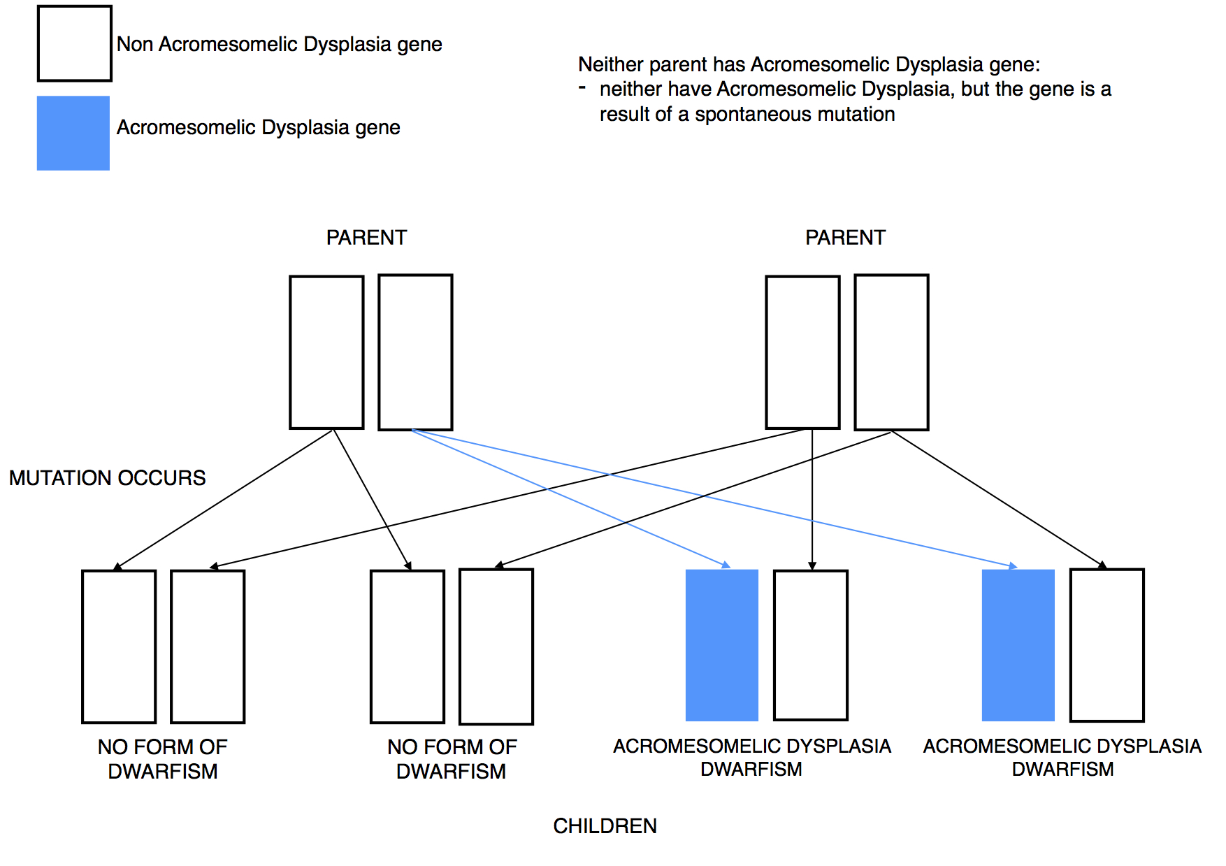 Dwarfism Genetics Acro mutation dominant
