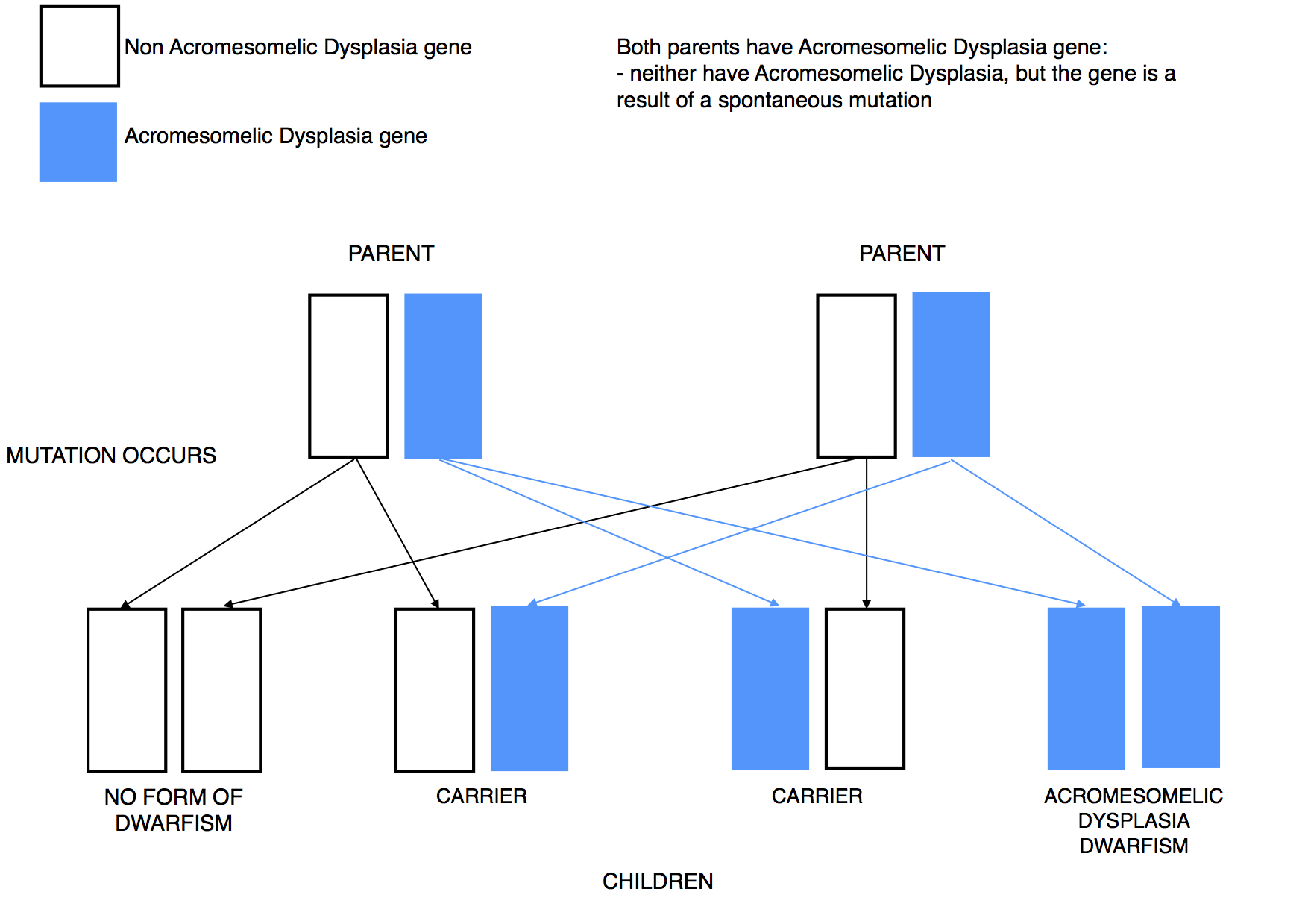 Dwarfism Genetics Acro mutation recessive