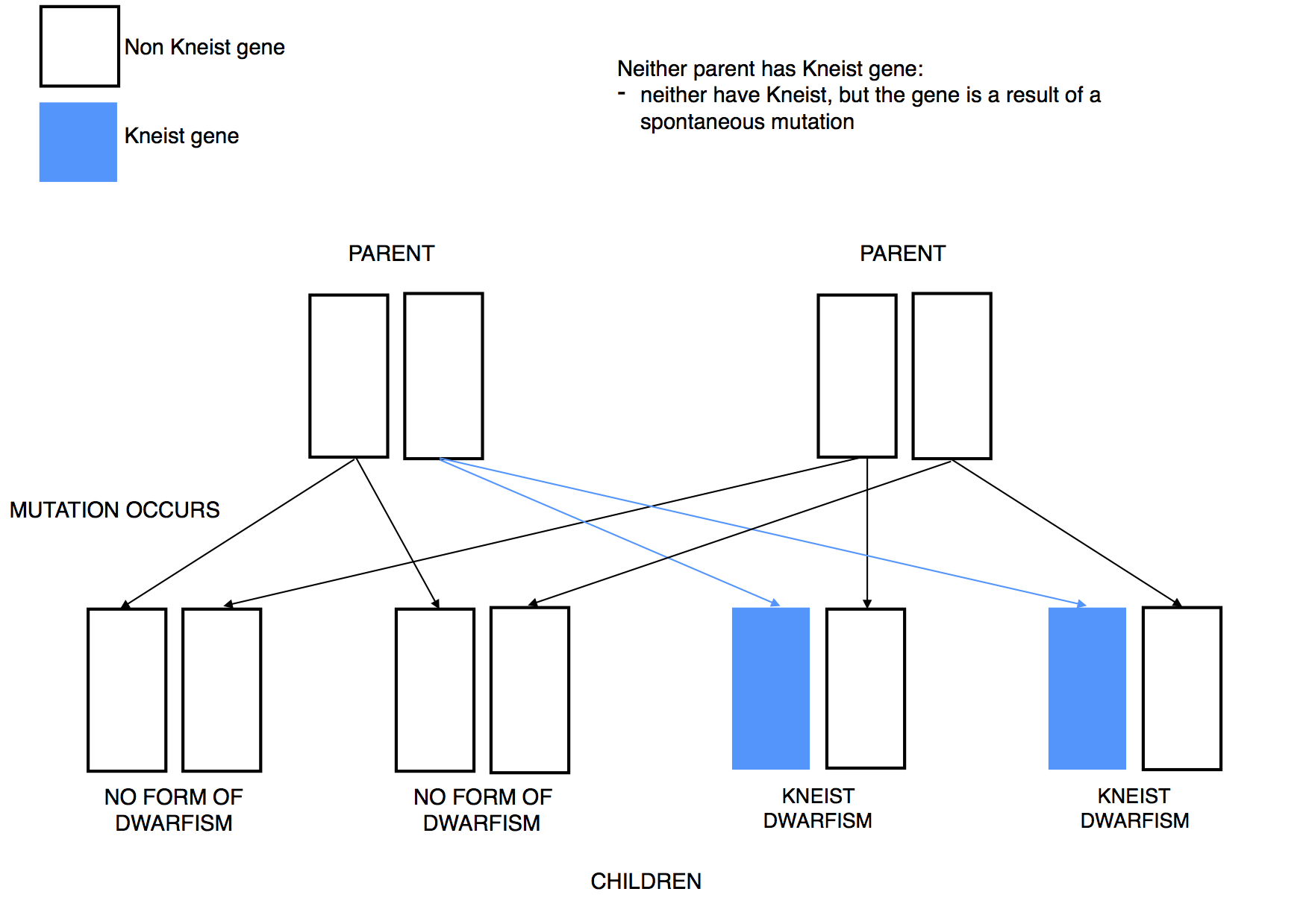Dwarfism Genetics Kneist mutation dominant