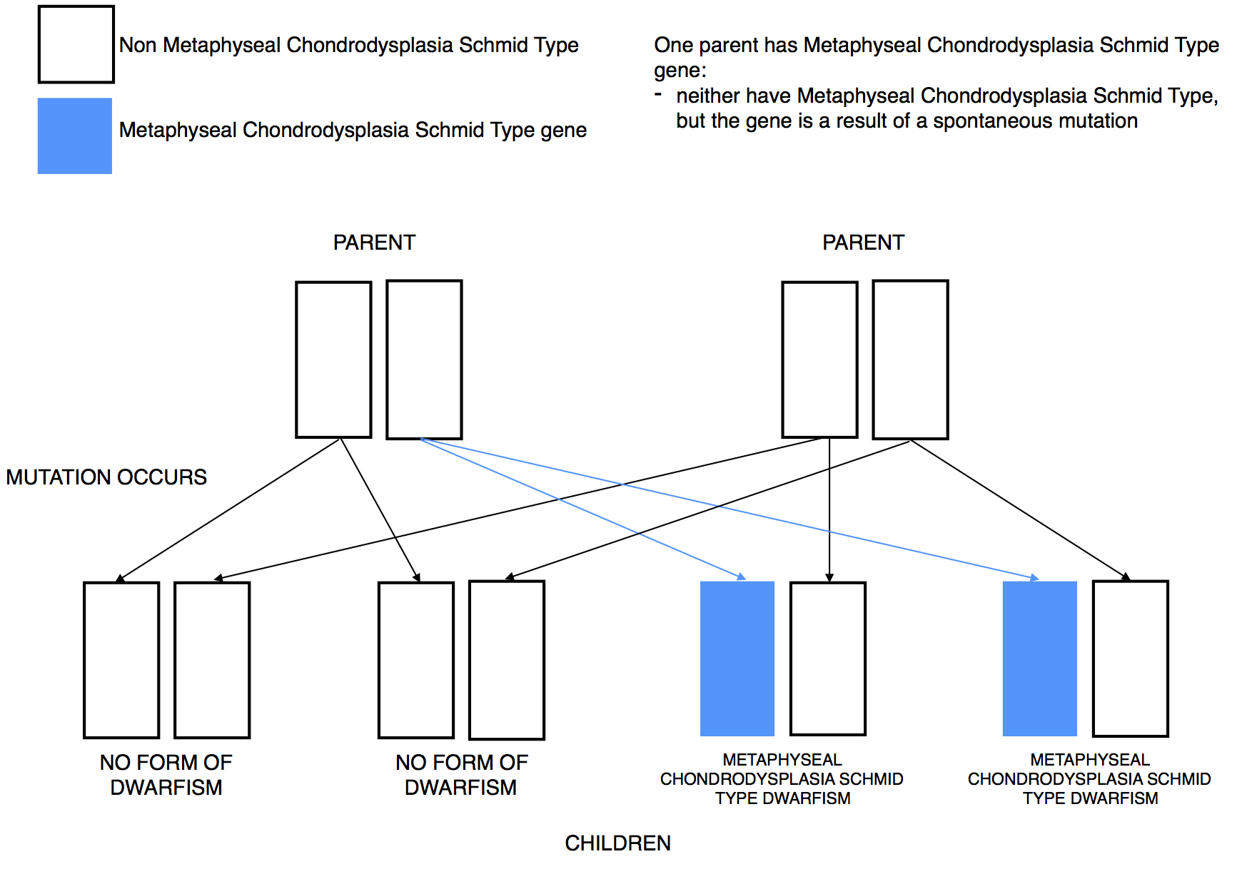 Dwarfism Genetics Metaphyseal Chordrodysplasia Schmid Type dominant