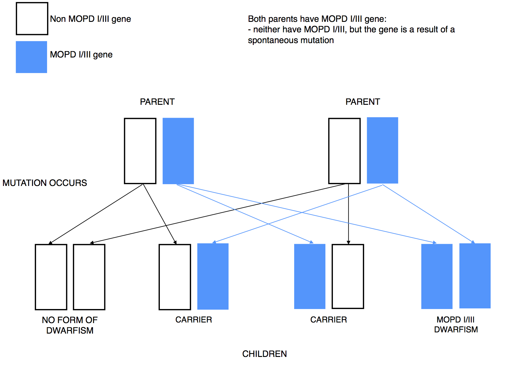 Dwarfism Genetics Microcephalic Osteodysplastic Primordial Dwarfism Type IIII
