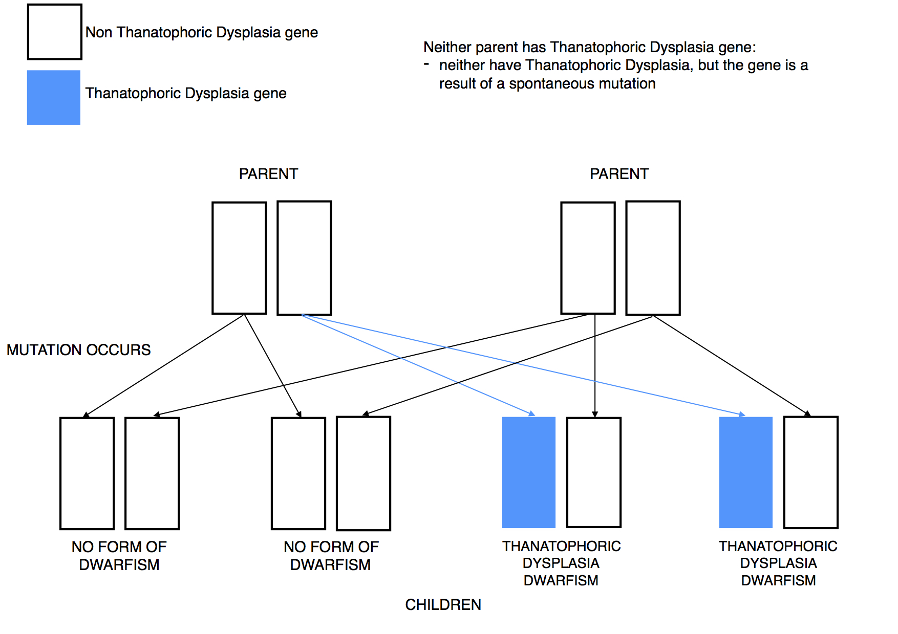 Dwarfism Genetics Thanatophoric Dysplasia mutation dominant