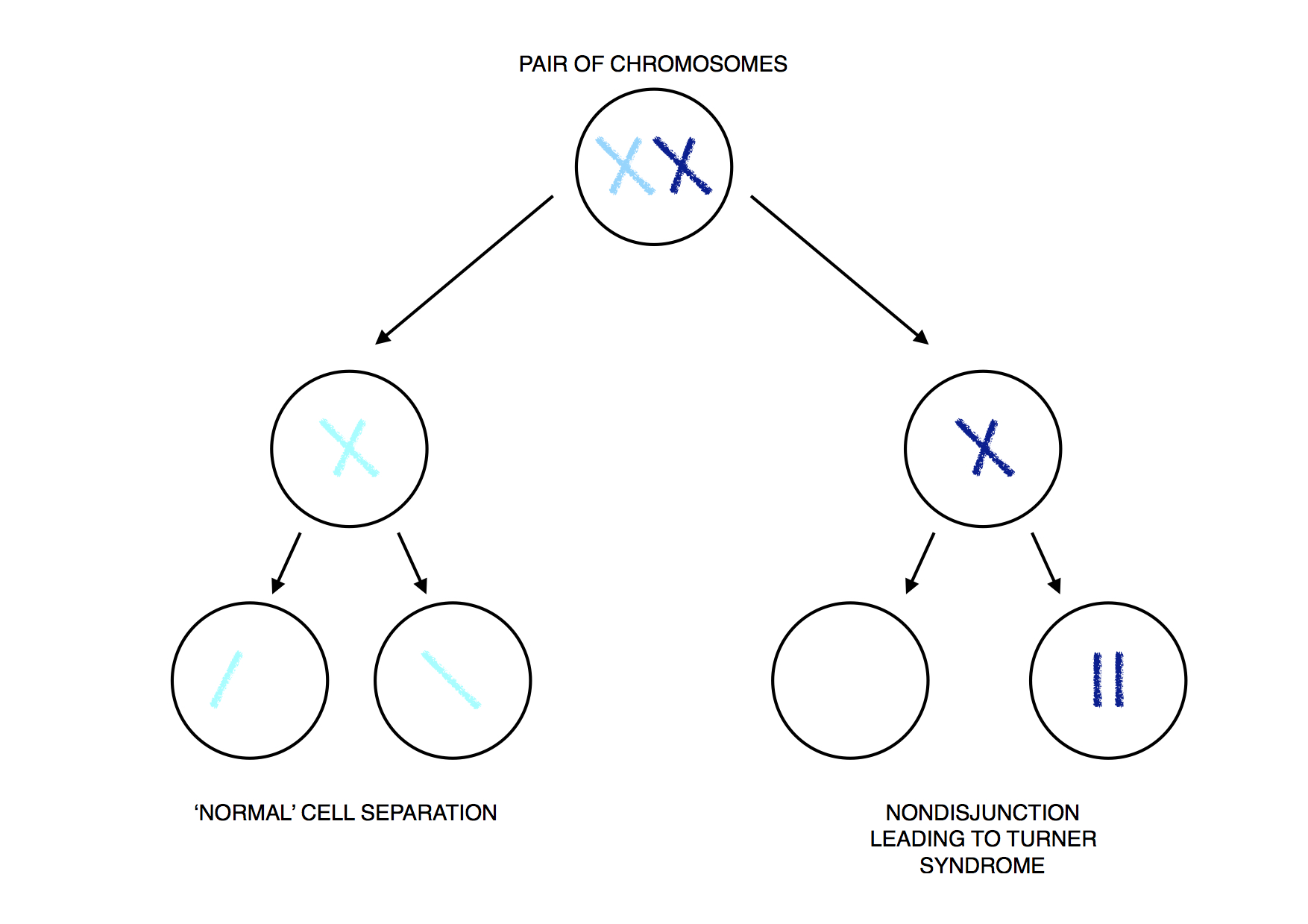 Dwarfism Genetics nondisjunction Turner Syndrome