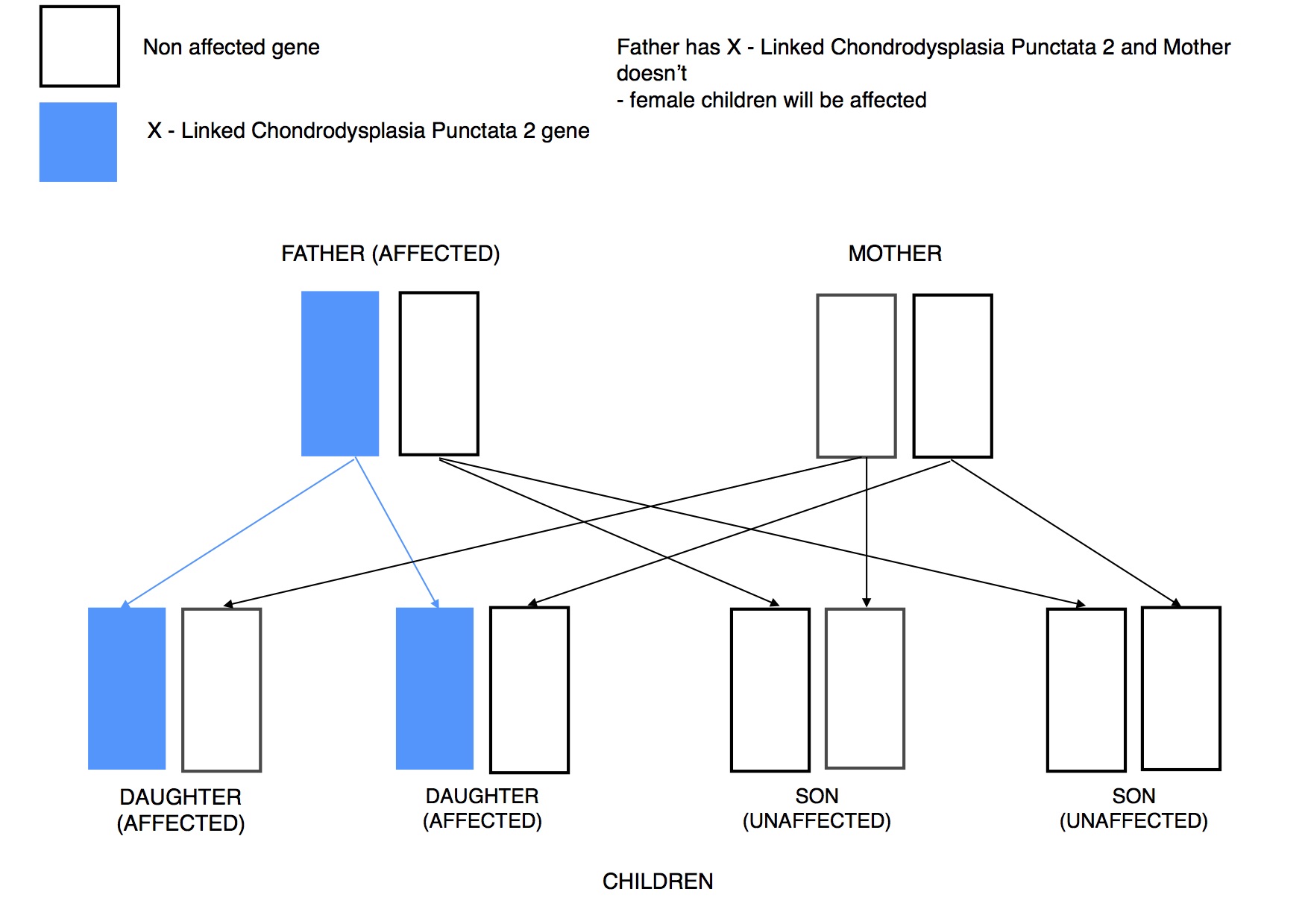 Dwarfism Genetics x linked dominant FATHER