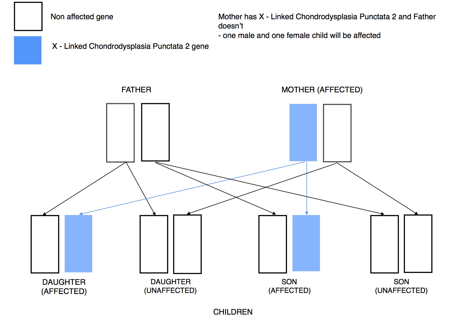 Dwarfism Genetics x linked dominant MOTHER