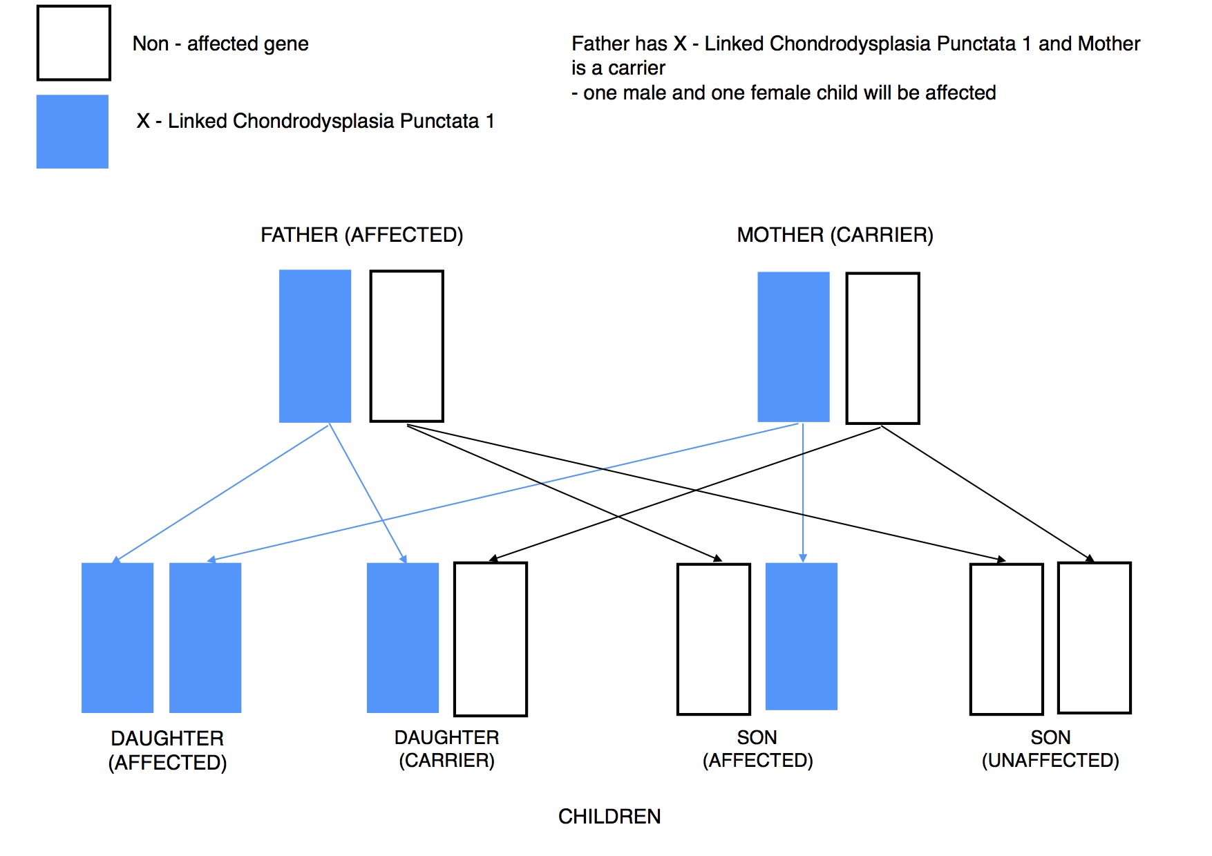 Dwarfism Genetics x linked recessive BOTH