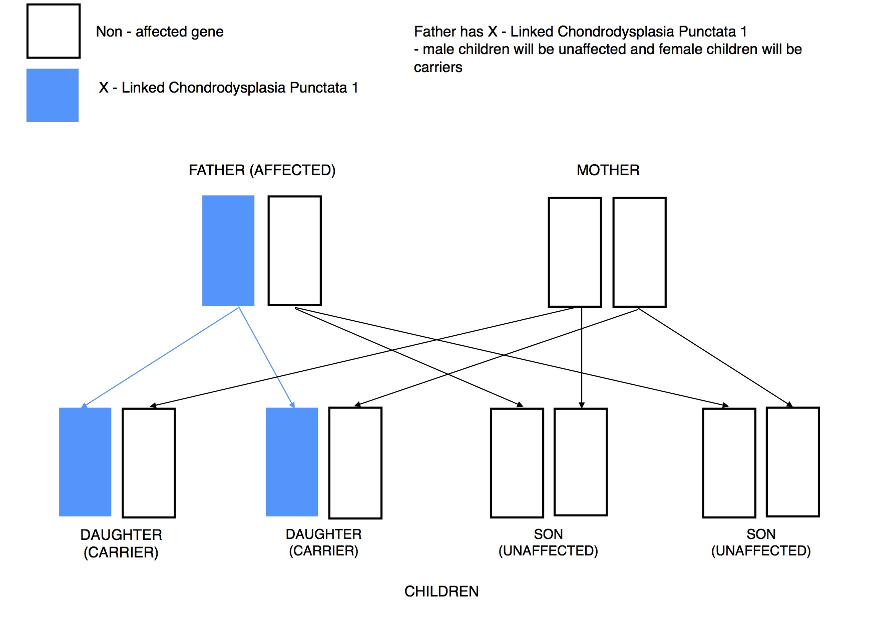 Dwarfism Genetics x linked recessive FATHER