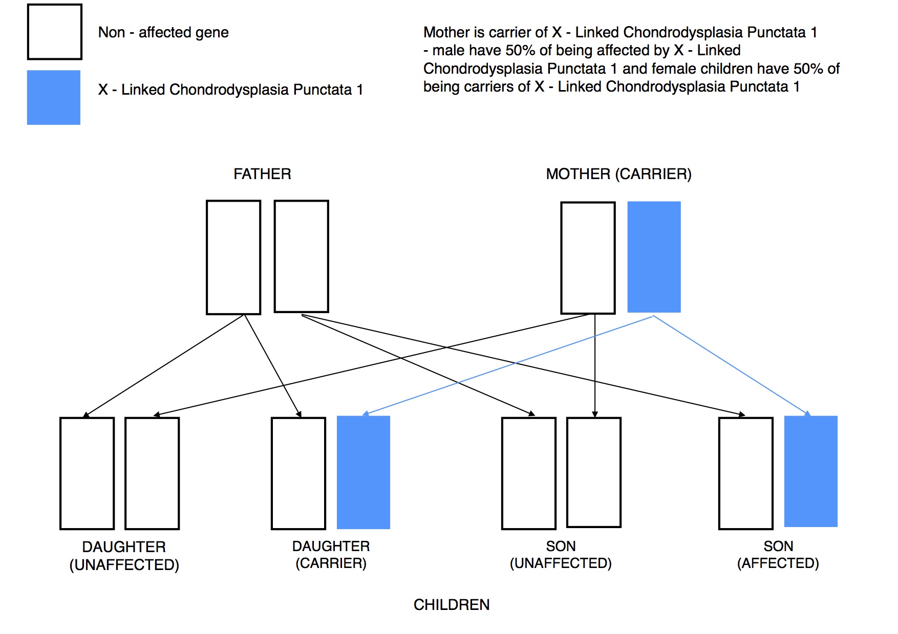 Dwarfism Genetics x linked recessive MOTHER