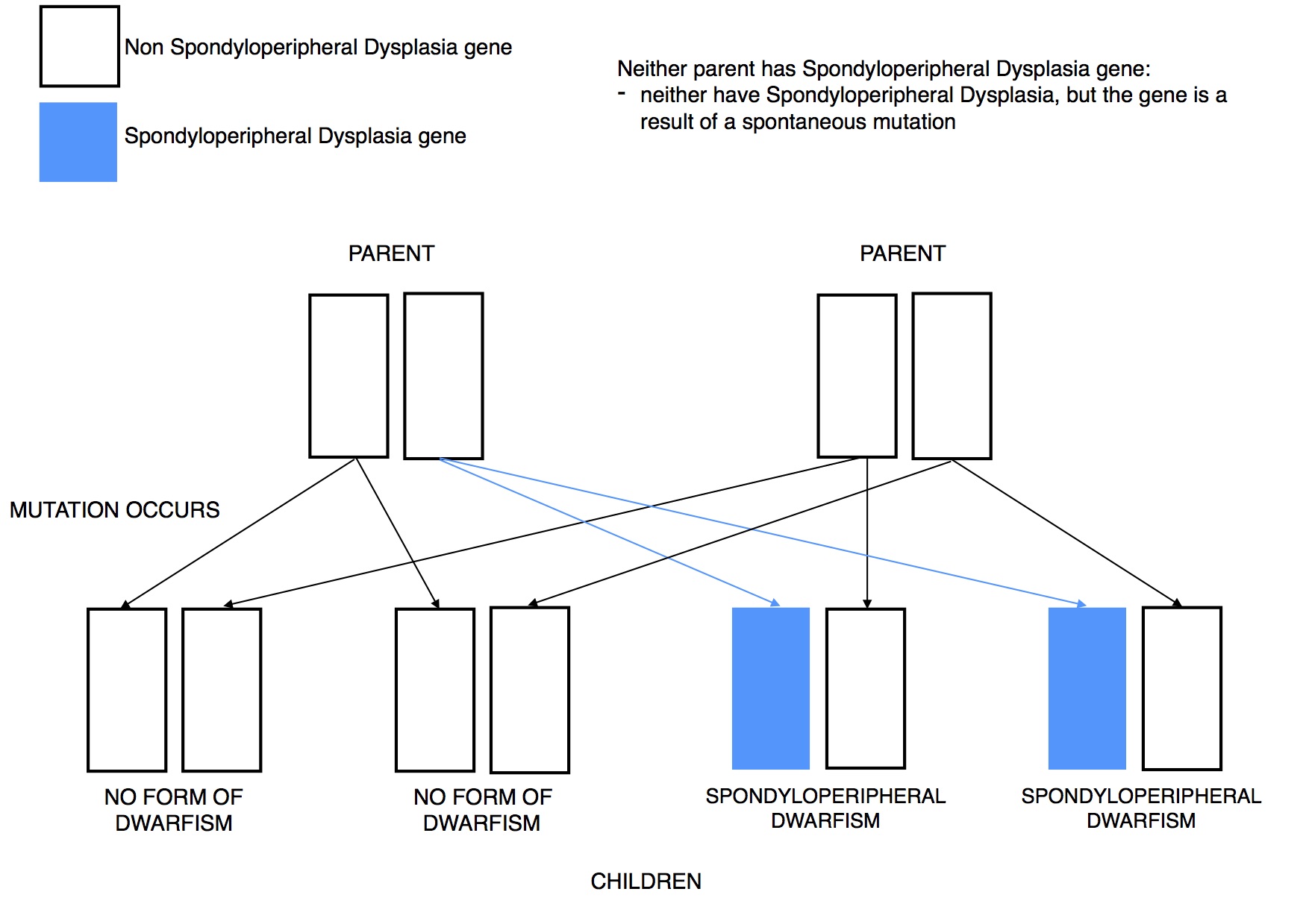 Dwarfism Genetics Spondyloperipheral Dysplasia mutation dominant