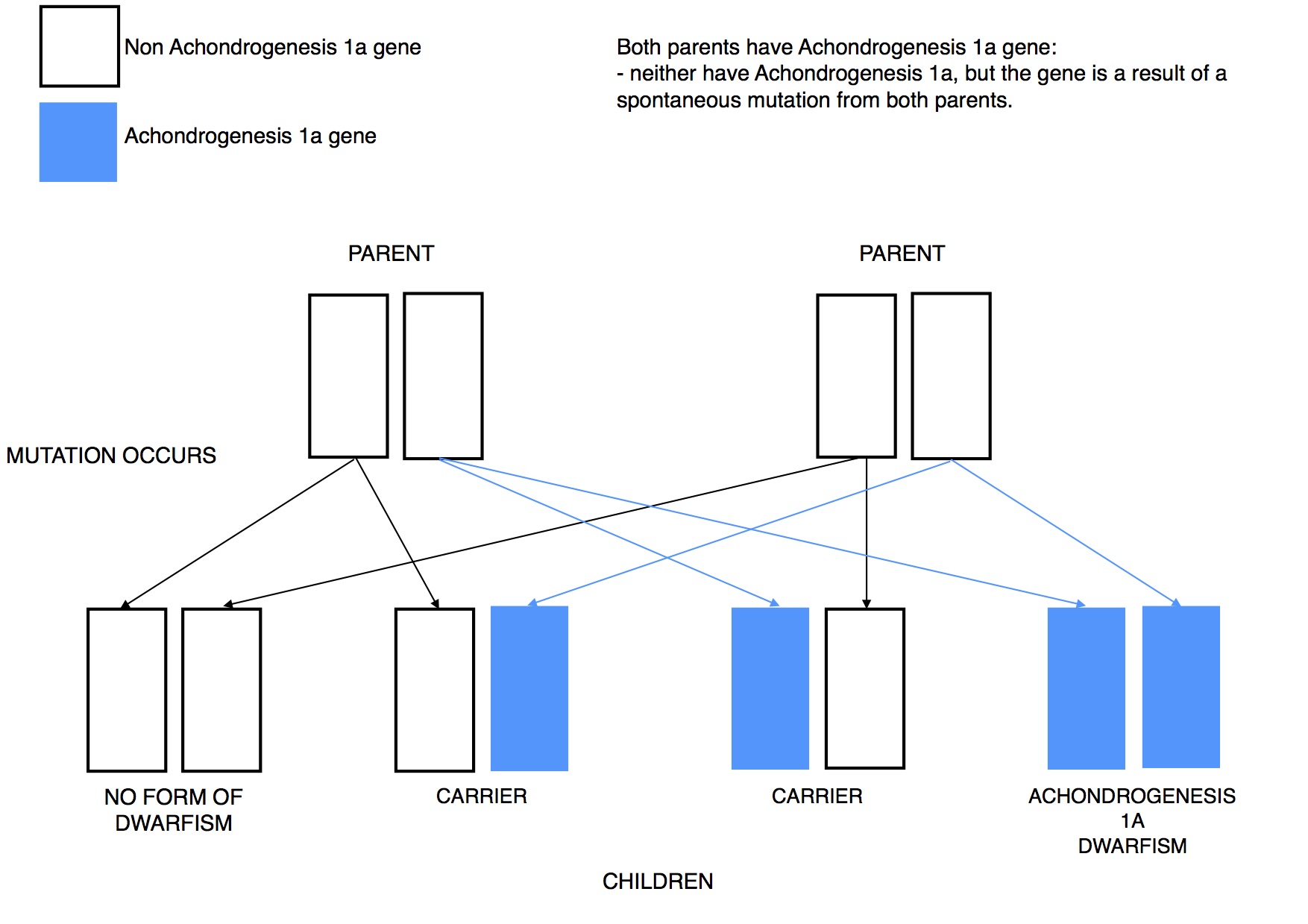 Dwarfism Genetics Achondrogenesis 1a mutation recessive