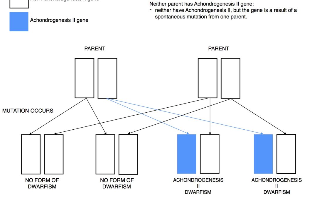 Achondrogenesis II