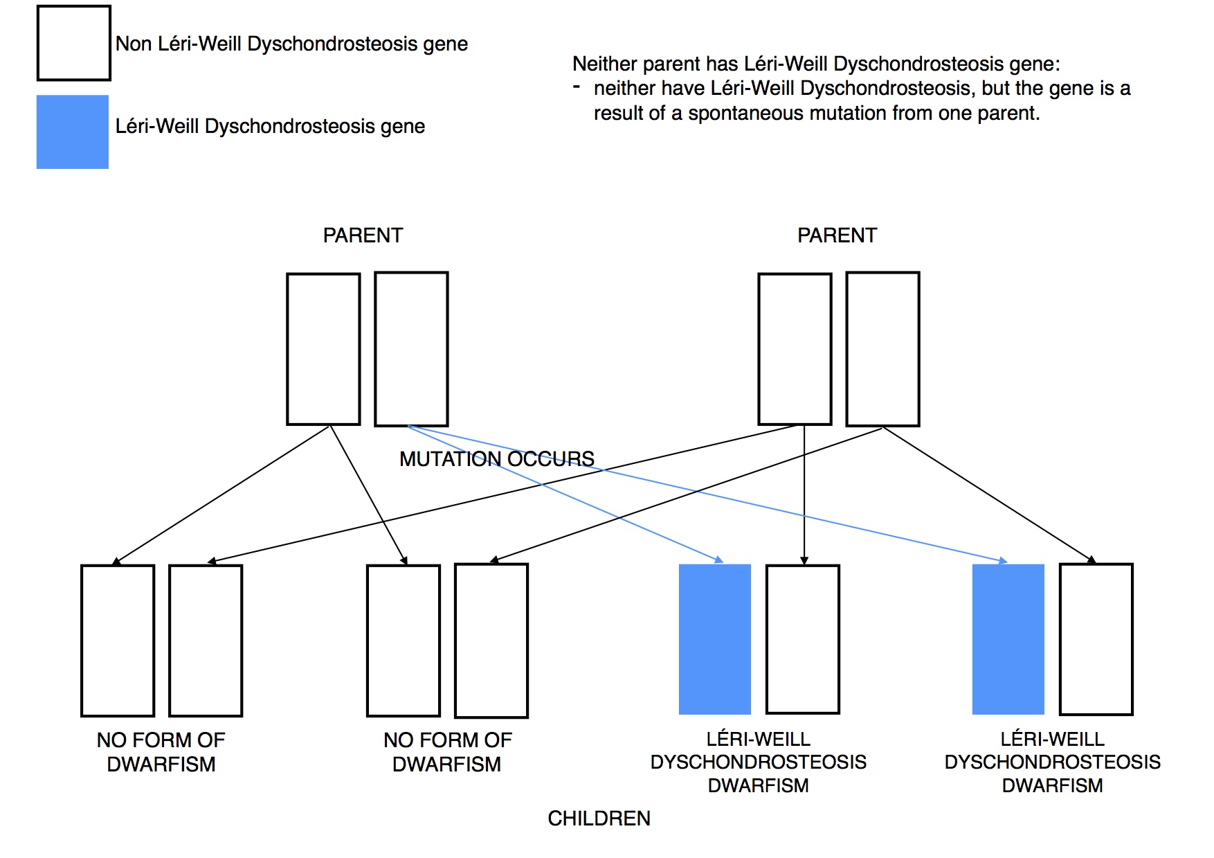 Dwarfism Genetics Léri Weill Dyschondrosteosis mutation DOMINANT